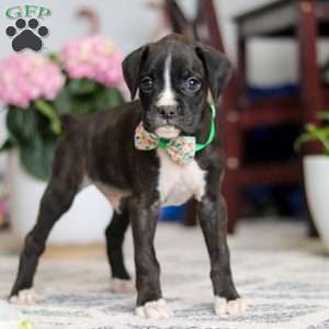 Finley, Boxer Puppy